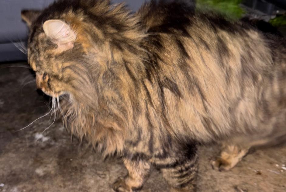 Alerte Découverte Chat Inconnu Carrières-sous-Poissy France