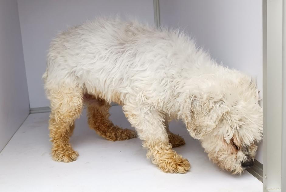 Alerte Découverte Chien  Mâle Pocé-les-Bois France