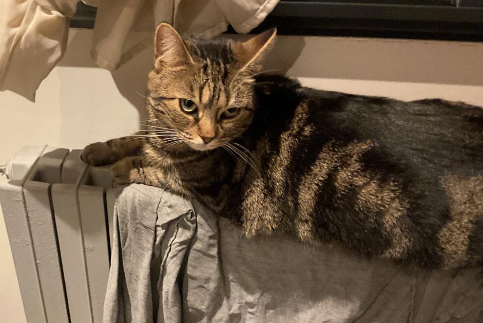 Alerte Disparition Chat croisement Femelle , 3 ans Sannois France