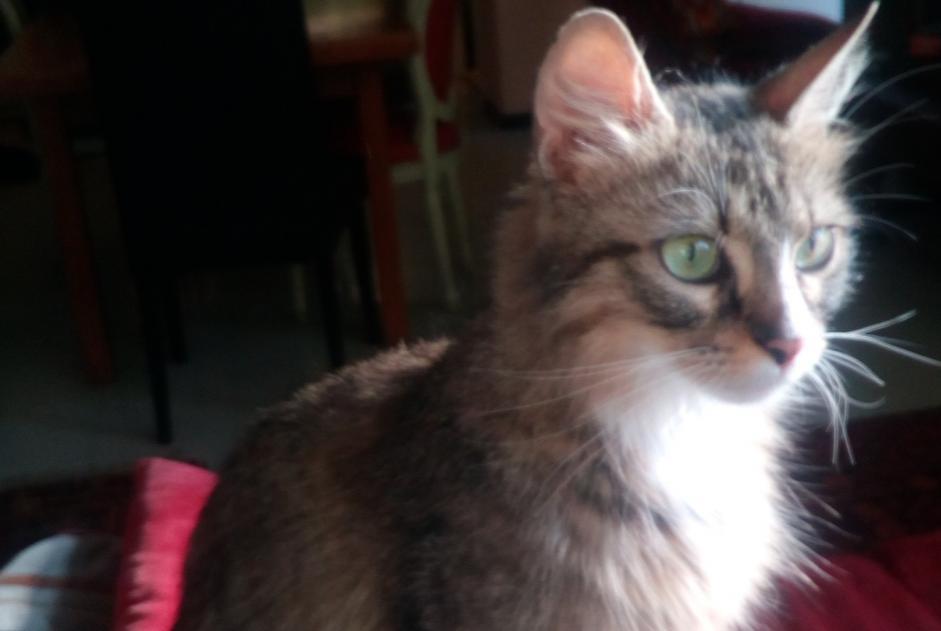 Avviso scomparsa Gatto Femmina , 8 anni Reims Francia