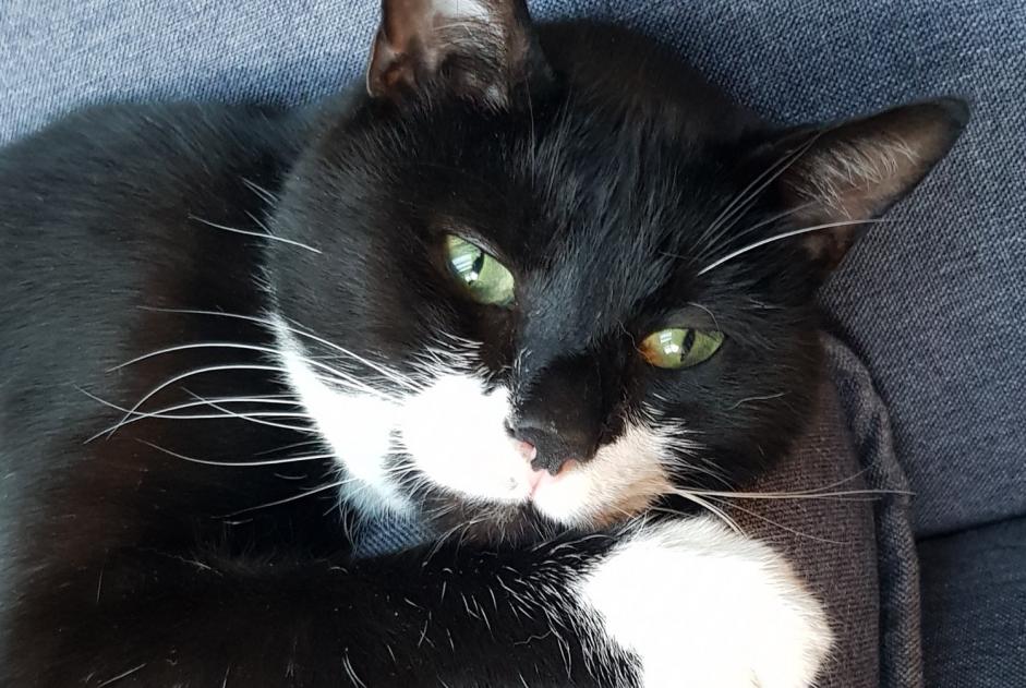 Avviso scomparsa Gatto Maschio , 13 anni Bruyères-sur-Oise Francia