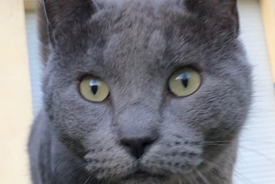 Avviso scomparsa Gatto  Femmina , 11 anni L'Escarène Francia