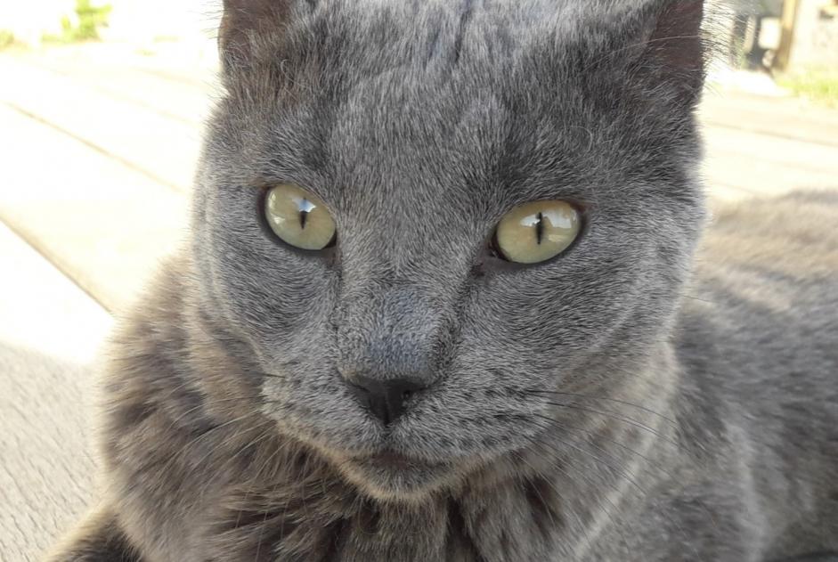 Avviso scomparsa Gatto  Femmina , 11 anni L'Escarène Francia