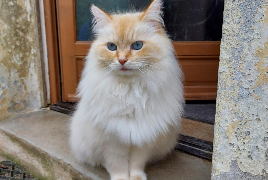 Avviso scomparsa Gatto  Maschio , 7 anni Motreff Francia