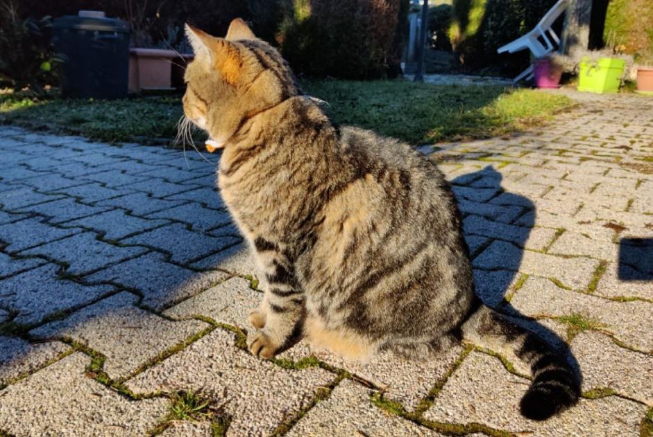 Avviso scomparsa Gatto  Maschio , 8 anni Tulle Francia