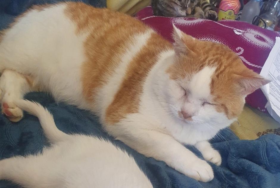 Avviso scomparsa Gatto Maschio , 10 anni Guignen Francia