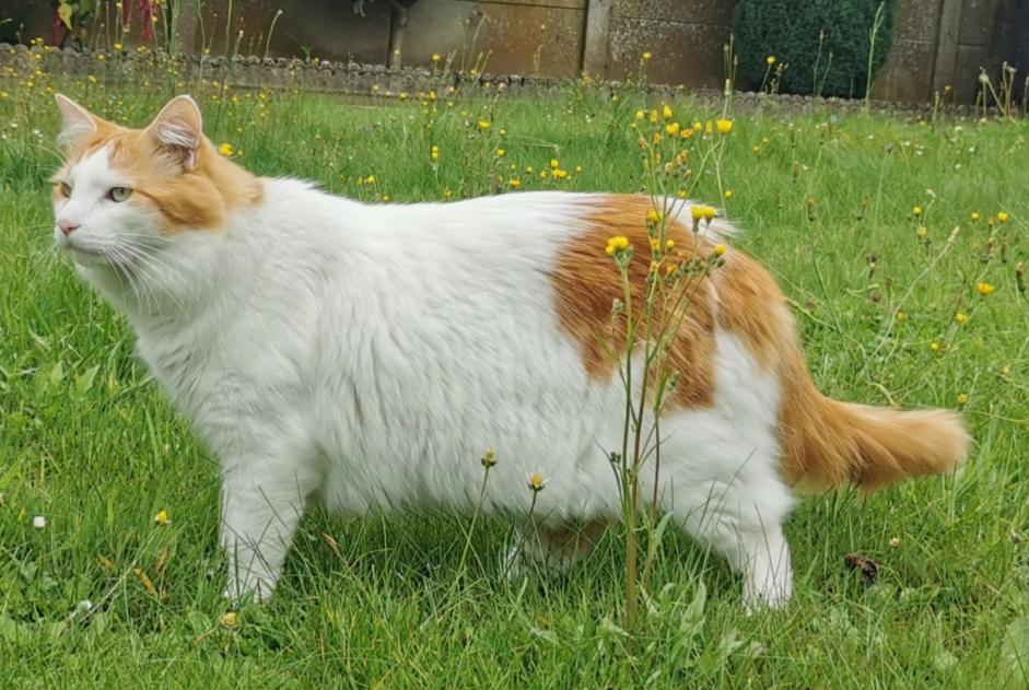 Avviso scomparsa Gatto incrocio di razze Maschio , 6 anni Chaville Francia