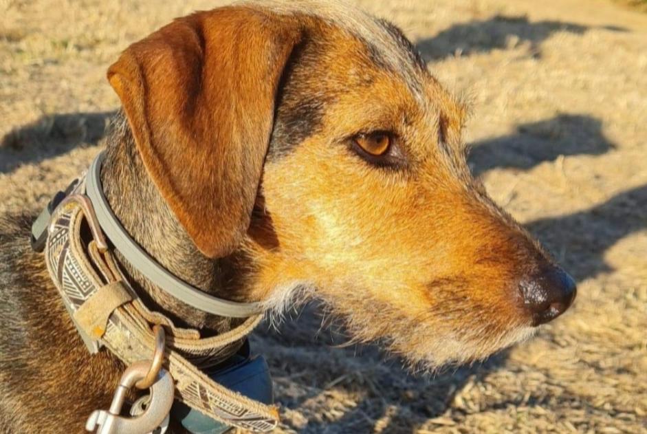 Avviso scomparsa Cane incrocio di razze Femmina , 6 anni Stotzheim Francia