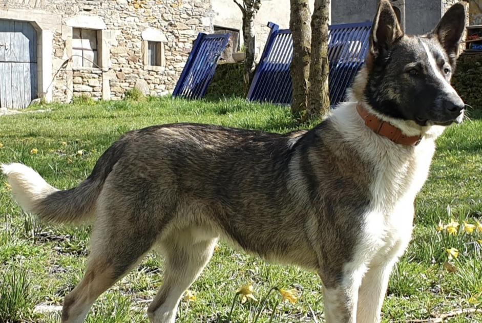 Avviso scomparsa Cane incrocio di razze Maschio , 6 anni Colombies Francia