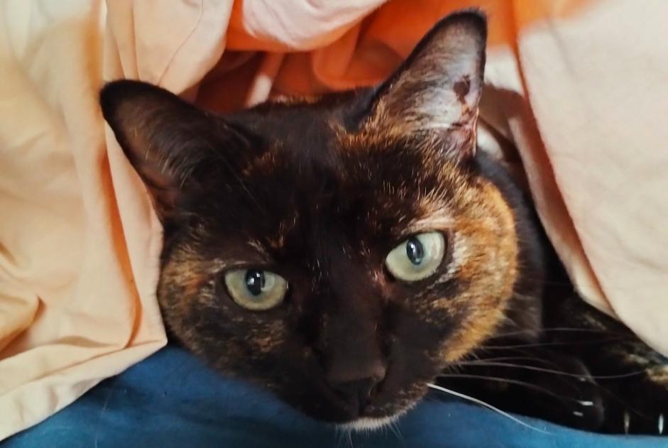 Avviso scomparsa Gatto  Femmina , 10 anni Perpignan Francia