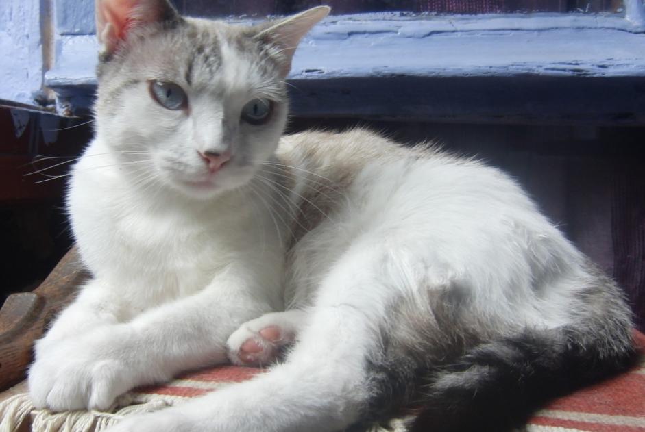 Avviso scomparsa Gatto incrocio di razze Femmina , 5 anni Villefranche-de-Rouergue Francia