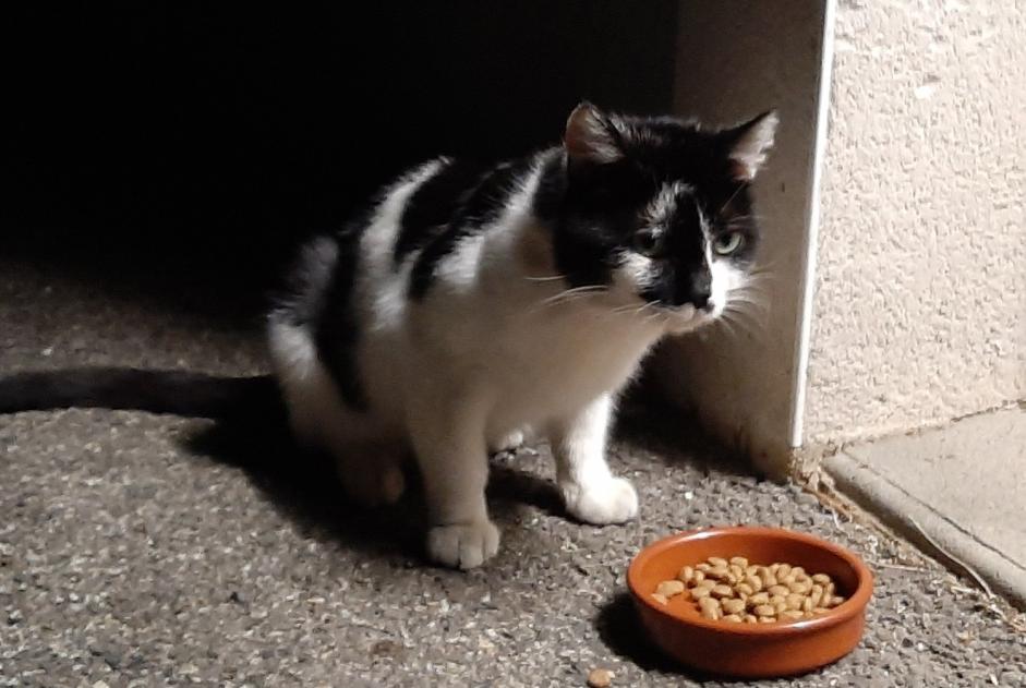 Avviso scomparsa Gatto incrocio di razze Maschio , 3 anni Toulouse Francia