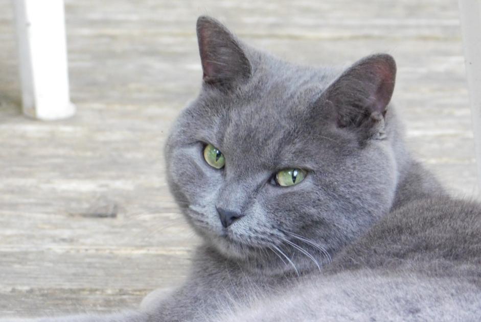 Avviso scomparsa Gatto incrocio di razze Femmina , 9 anni Cheyres-Châbles Svizzera