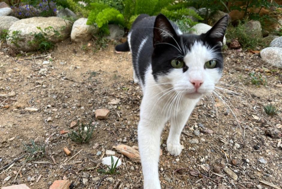 Avviso scomparsa Gatto Maschio , 4 anni Perpignan Francia