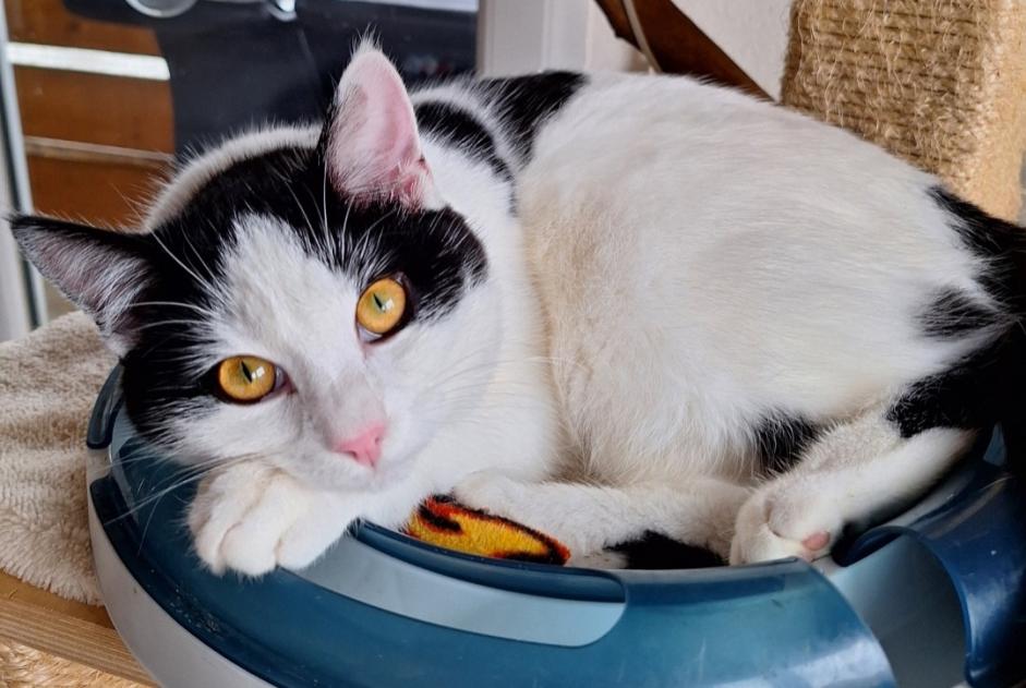 Avviso scomparsa Gatto Maschio , 1 anni Treytorrens (Payerne) Svizzera