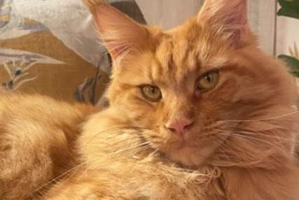 Avviso scomparsa Gatto  Maschio , 5 anni La Frette-sur-Seine Francia