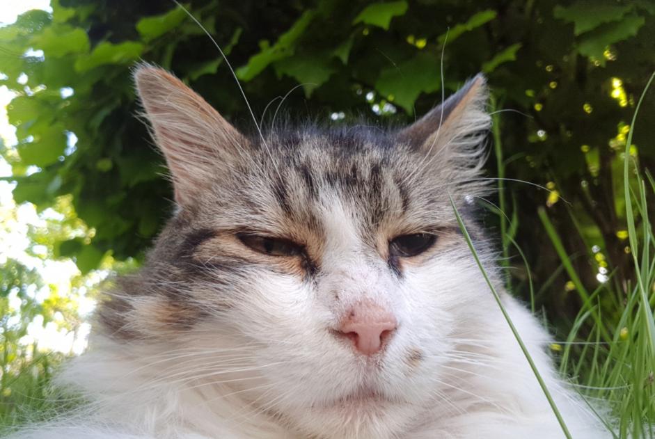 Avviso scomparsa Gatto  Maschio , 11 anni Orléans Francia