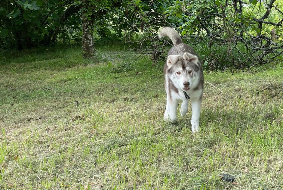 Avviso scomparsa Cane  Maschio , 0 anni Bouloc-en-Quercy Francia