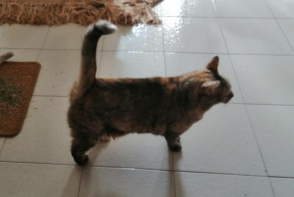 Avviso scomparsa Gatto  Femmina , 10 anni Grenoble Francia