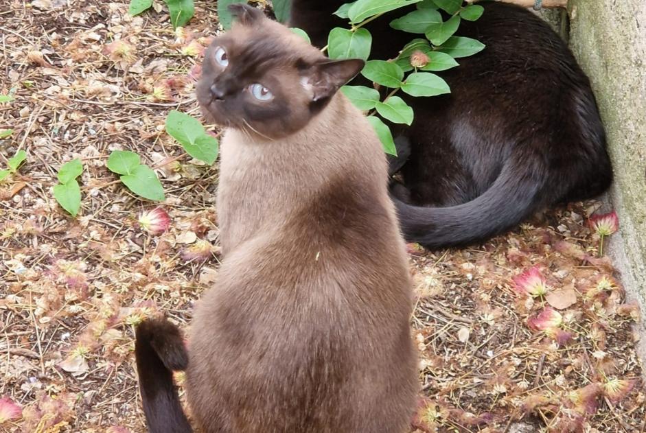 Avviso scomparsa Gatto  Maschio , 8 anni Cortaillod Svizzera