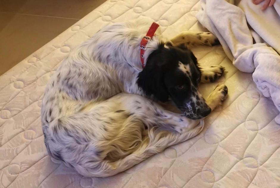 Avviso scomparsa Cane  Maschio , 5 anni Pauilhac Francia