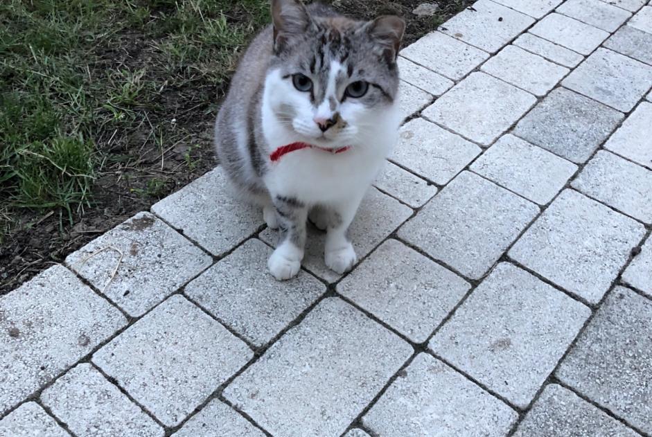 Avviso scomparsa Gatto incrocio di razze Maschio , 4 anni Le Lesme Francia