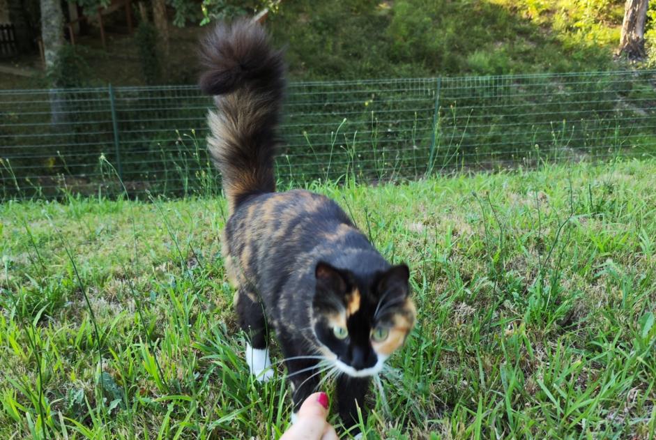 Avviso scomparsa Gatto Femmina , 2 anni Simancas Spagna