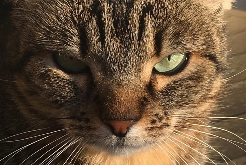 Avviso scomparsa Gatto  Femmina , 5 anni Rivières Francia