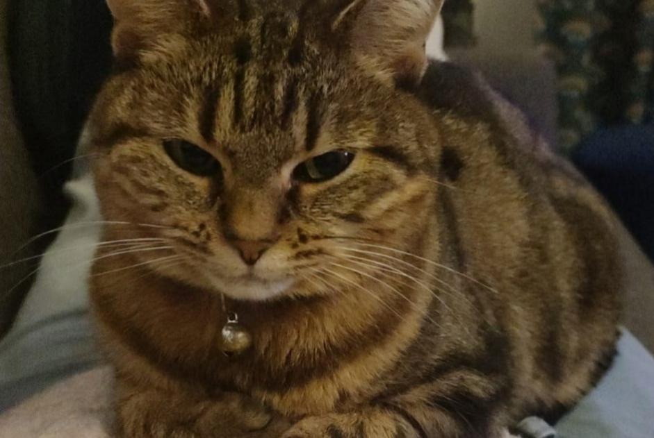 Avviso scomparsa Gatto Femmina , 6 anni Le Plessis-Trévise Francia