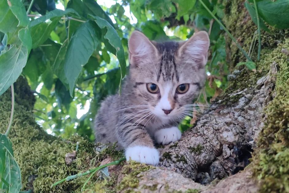 Avviso scomparsa Gatto incrocio di razze Femmina , 0 anni Pessac Francia