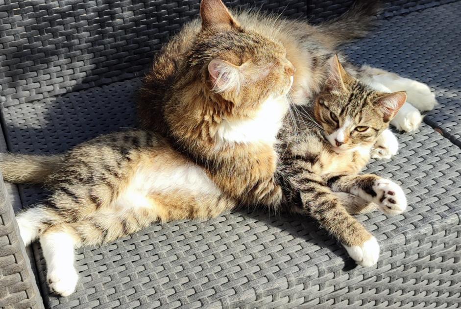 Avviso scomparsa Gatto incrocio di razze Femmina , 0 anni Pessac Francia