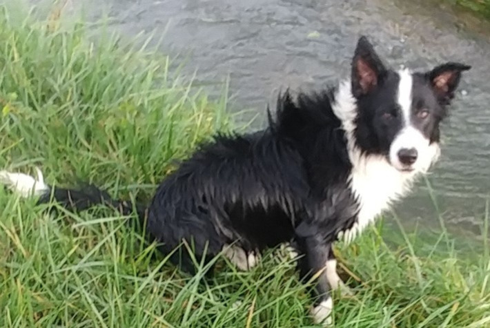 Avviso scomparsa Cane  Maschio , 2 anni Longré Francia