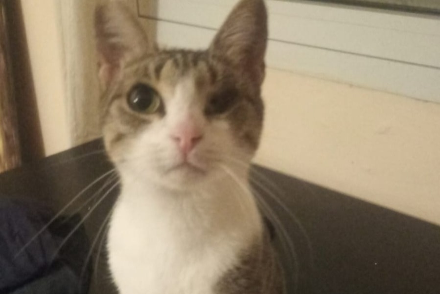 Avviso scomparsa Gatto Femmina , 5 anni Marseille Francia