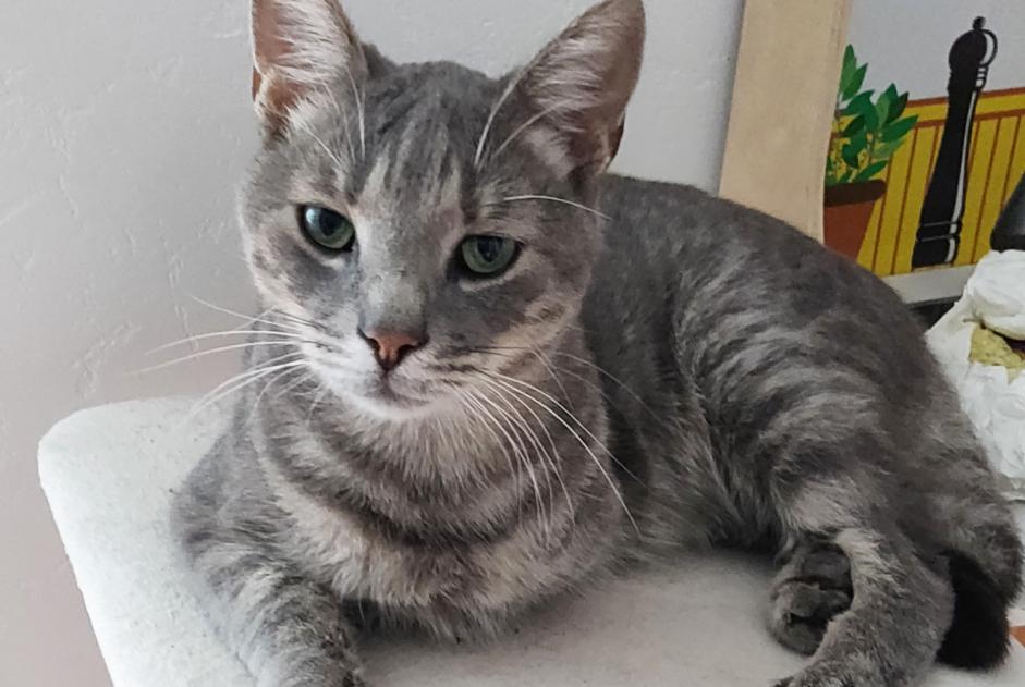 Avviso scomparsa Gatto Maschio , 5 anni Moret-Loing-et-Orvanne Francia