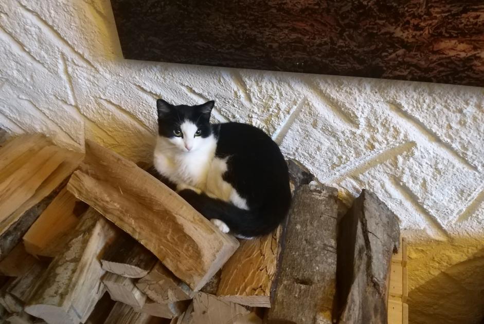 Avviso scomparsa Gatto Femmina , 3 anni Forel (Lavaux) Svizzera