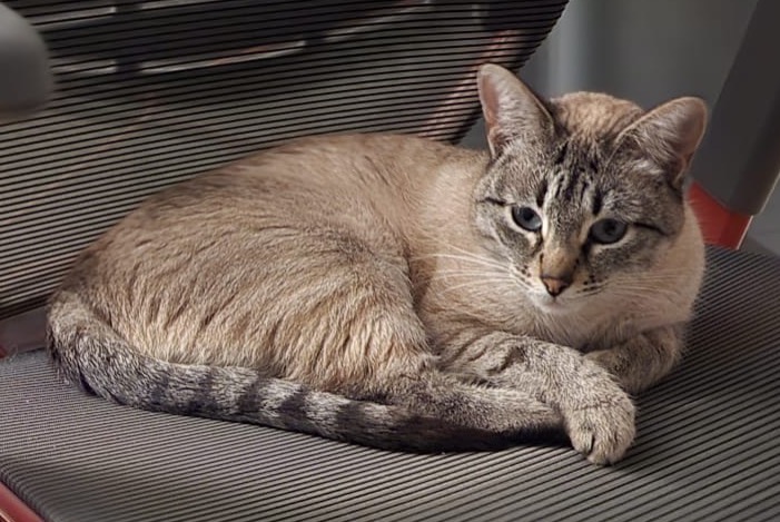 Avviso scomparsa Gatto Femmina , 3 anni Montreux Svizzera