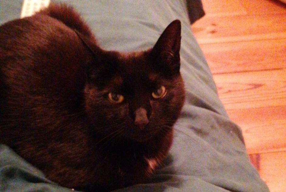 Avviso scomparsa Gatto Femmina , 7 anni Wavre Belgio