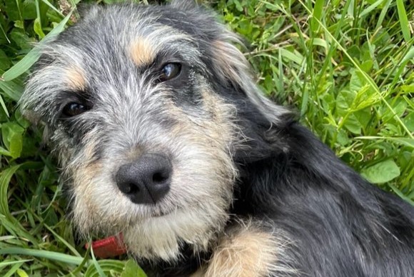 Avviso scomparsa Cane incrocio di razze Femmina , 2 anni Charnay-lès-Mâcon Francia