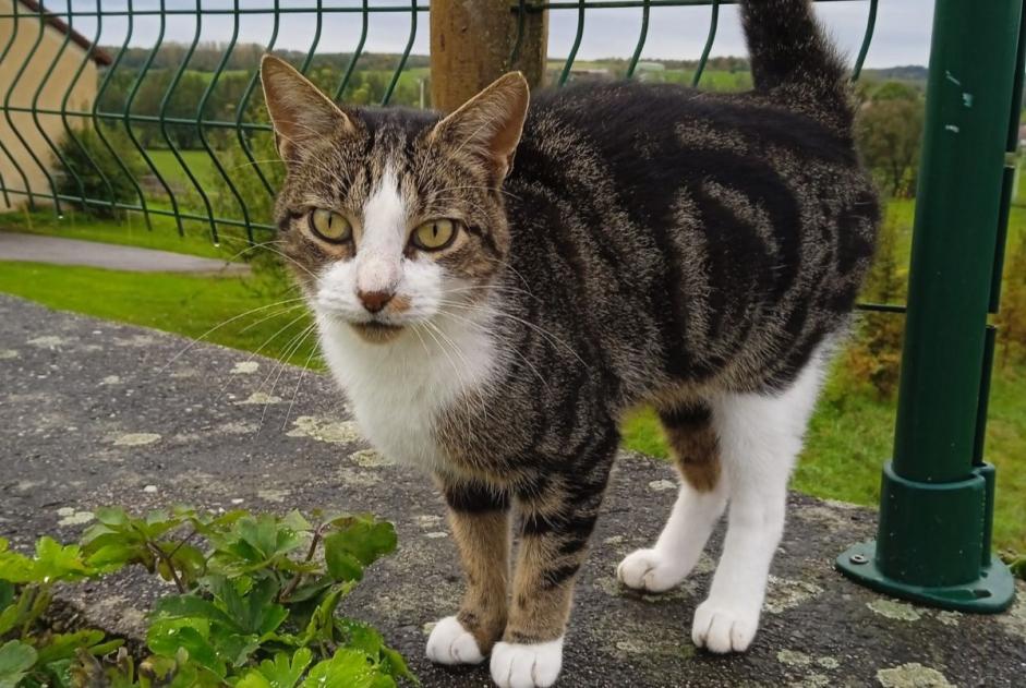 Avviso Ritrovamento Gatto Femmina Ville-sur-Illon Francia