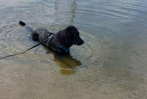 Avviso scomparsa Cane  Femmina , 3 anni Beaune Francia