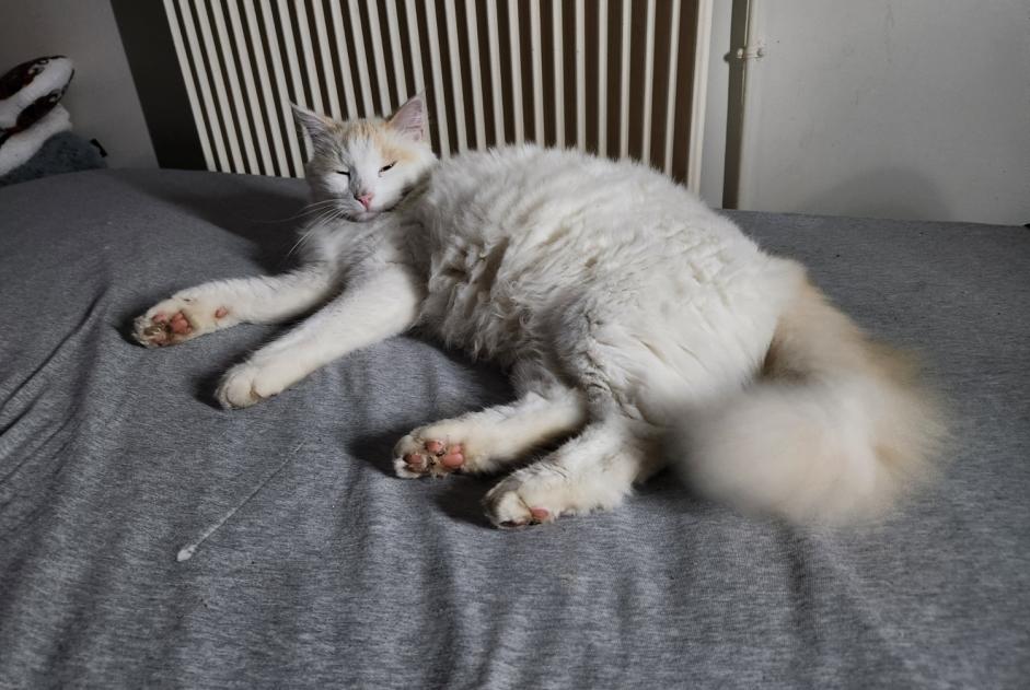 Avviso scomparsa Gatto  Maschio , 3 anni Rosny-sous-Bois Francia