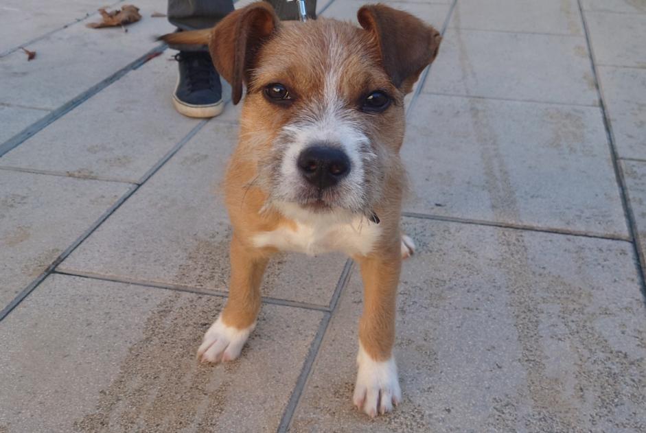 Avviso Ritrovamento Cane incrocio di razze Maschio Lunel Francia