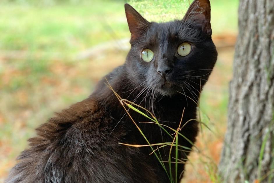 Avviso scomparsa Gatto Maschio , 10 anni Bastelicaccia Francia