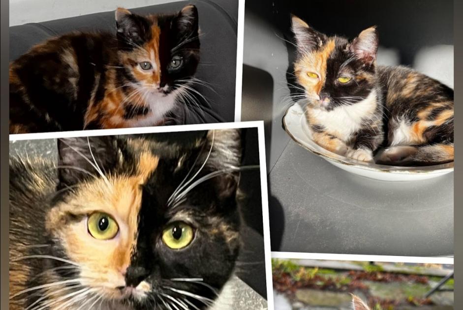 Avviso scomparsa Gatto Femmina , 2 anni Saint-Sauves-d'Auvergne Francia