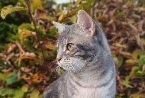 Avviso scomparsa Gatto incrocio di razze Maschio , 0 anni Cesson Francia