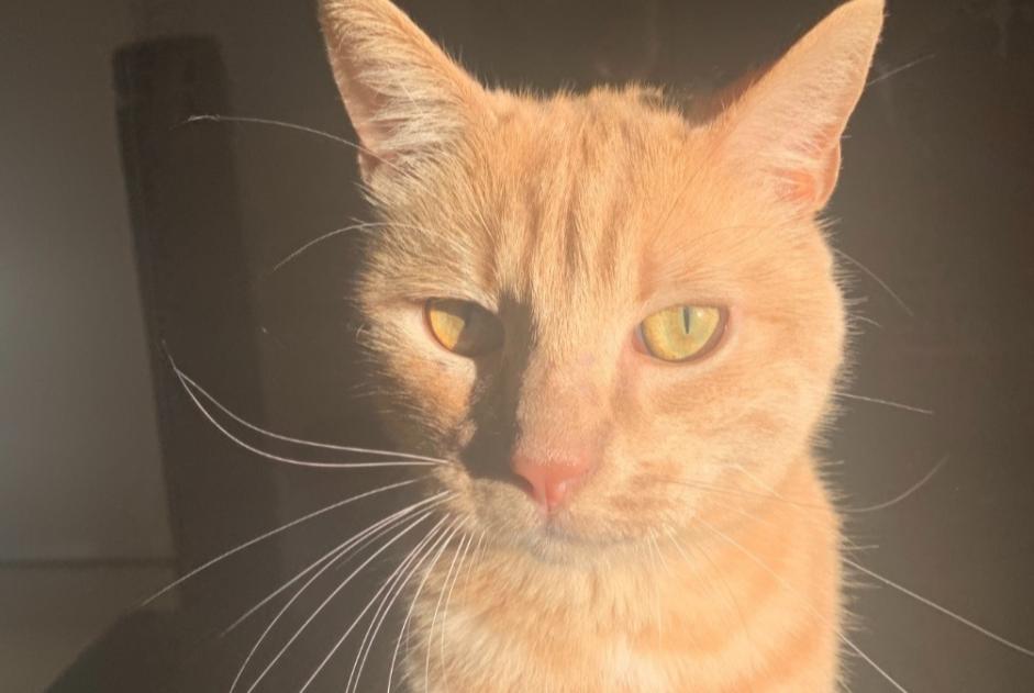 Avviso scomparsa Gatto Maschio , 3 anni Le Crès Francia