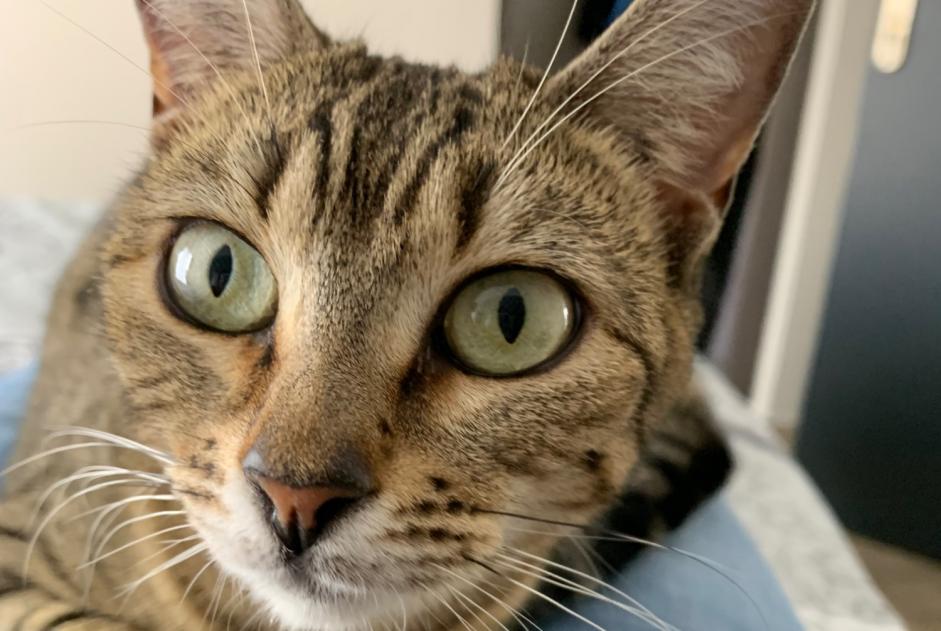 Avviso scomparsa Gatto incrocio di razze Femmina , 4 anni Monthieux Francia