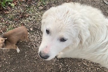 Avviso scomparsa Cane  Femmina , 0 anni Thollon-les-Mémises Francia