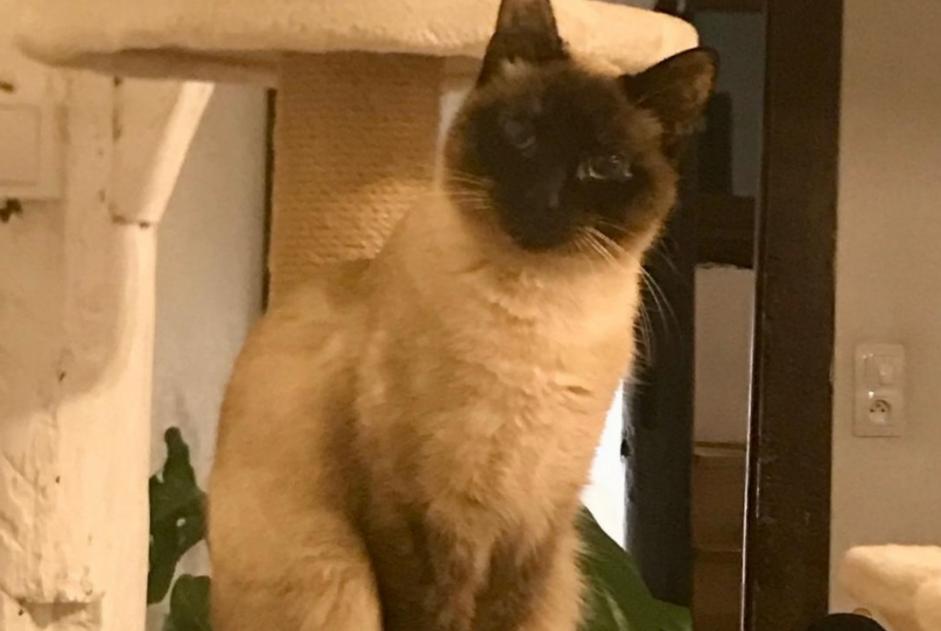 Avviso scomparsa Gatto  Femmina , 1 anni Rouen Francia