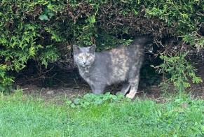 Avviso Ritrovamento Gatto Femmina La Roche-sur-Yon Francia